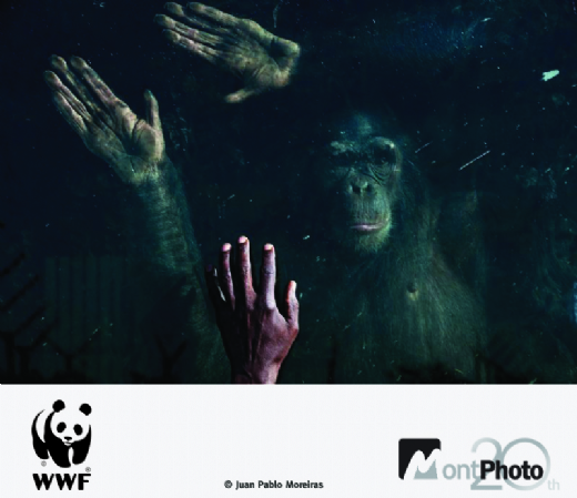 Beca MontPhoto - WWF